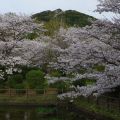 城山公園　桜