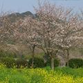 城山公園　桜咲く