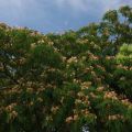 運動公園　ネムの花