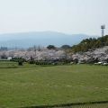 城山公園　桜　春が来た