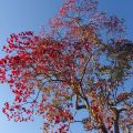 運動公園　ナンキンハゼ紅葉