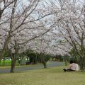 運動公園　桜並木
