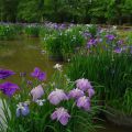 城山公園の花しょうぶ