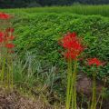 城山公園　彼岸花開花