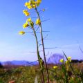 宝満川沿いの菜の花