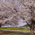 城山公園桜