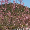 城山公園　ヨウコウサクラ