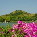 新緑の花立山