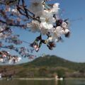 城山公園　桜