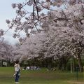 城山公園　ソメイヨシノ桜