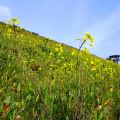 宝満川沿いの菜の花