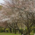 城山公園　桜開花
