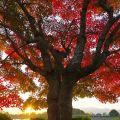 城山公園　紅葉