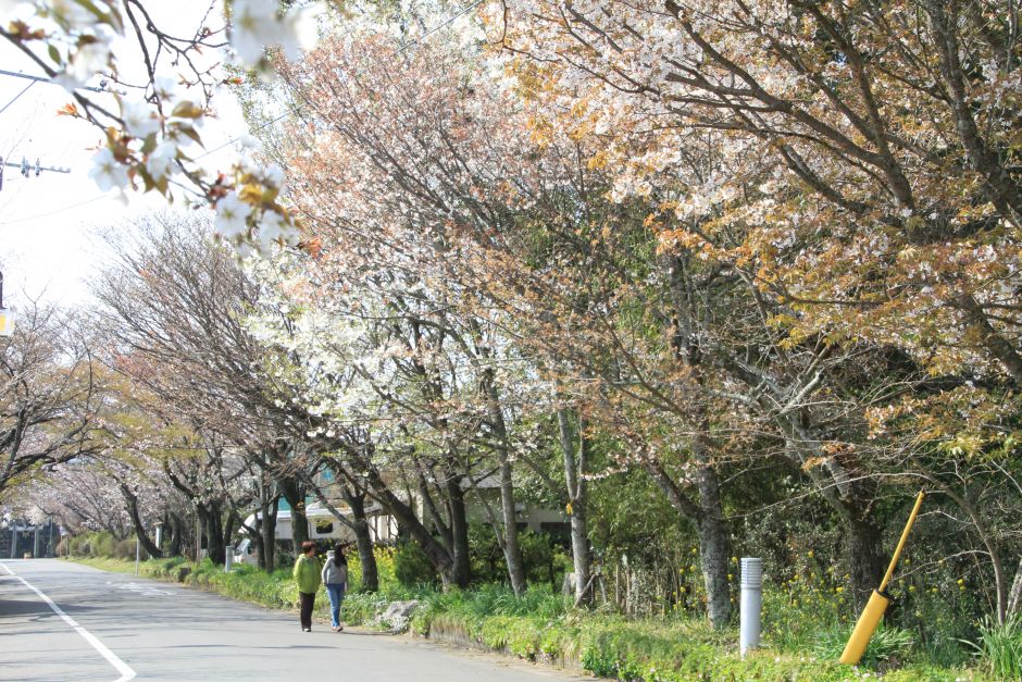 桜の馬場