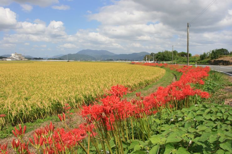 立石校区、吹上沿線に咲く彼岸花（守る会の皆さんお疲れ様）