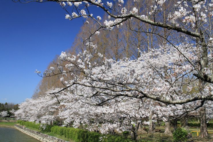 城山公園の桜とメタセコイア