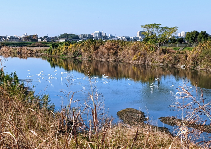 宝満川の白鷺.png