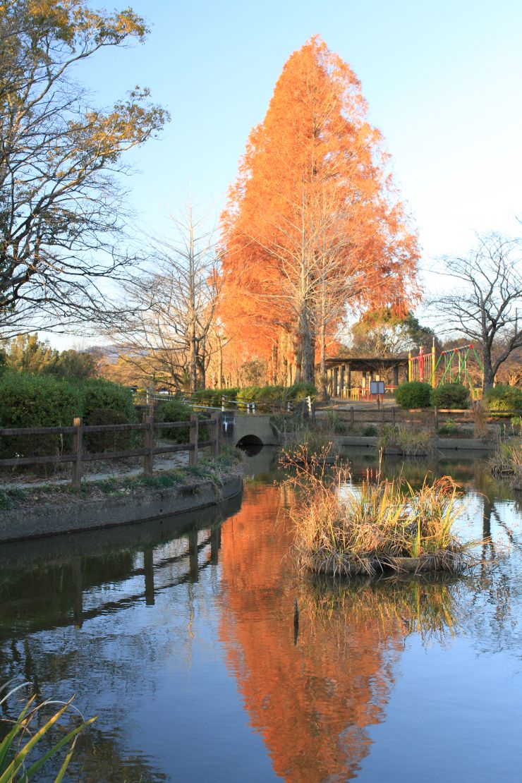 城山公園の紅葉