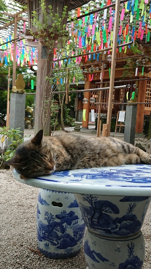 たくさんの風鈴をバックにうたた寝する猫.jpg