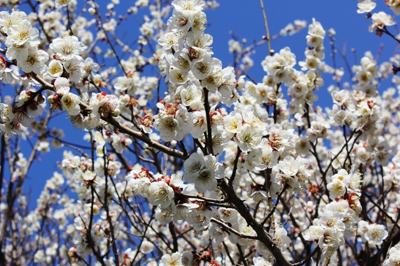 満開の梅の花