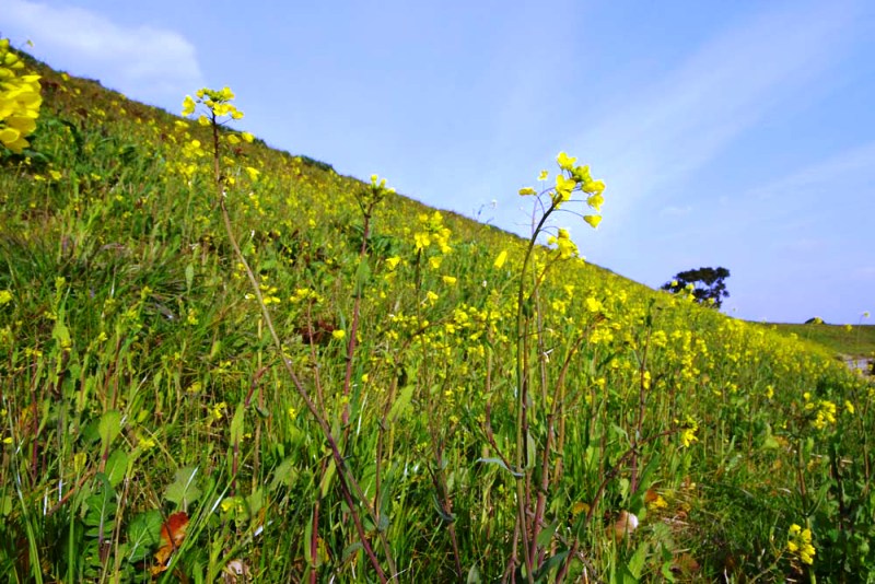 宝満川沿いの菜の花