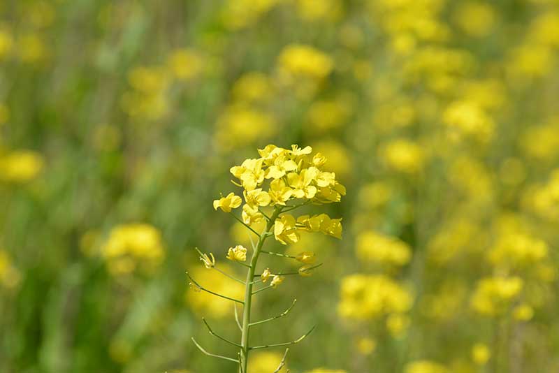 宝満川土手に咲く菜の花