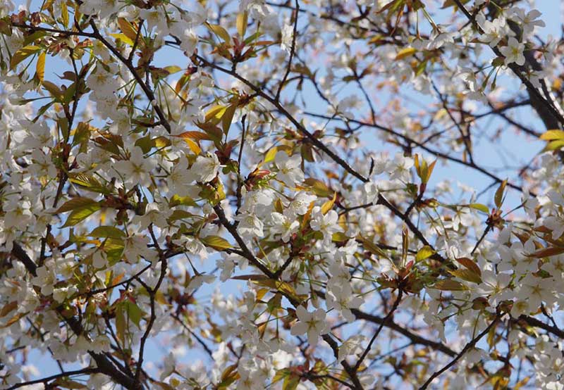 一足先に山桜開花