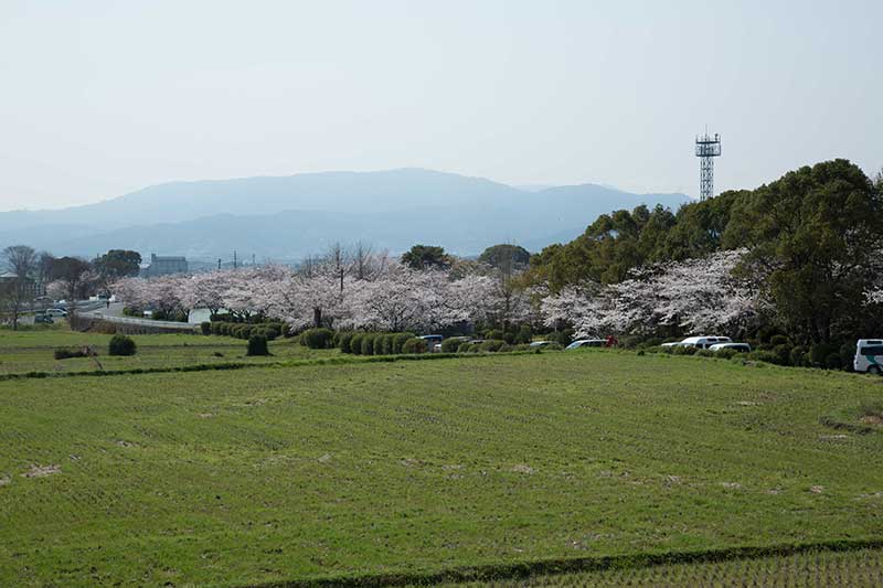 城山公園　桜　春が来た