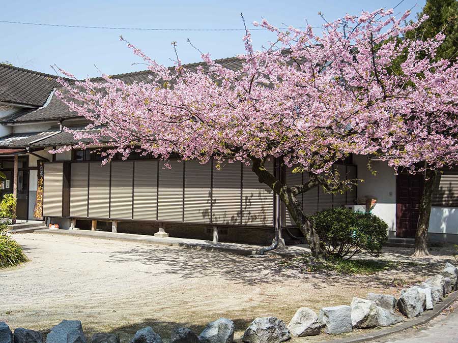 津古公民館　桜