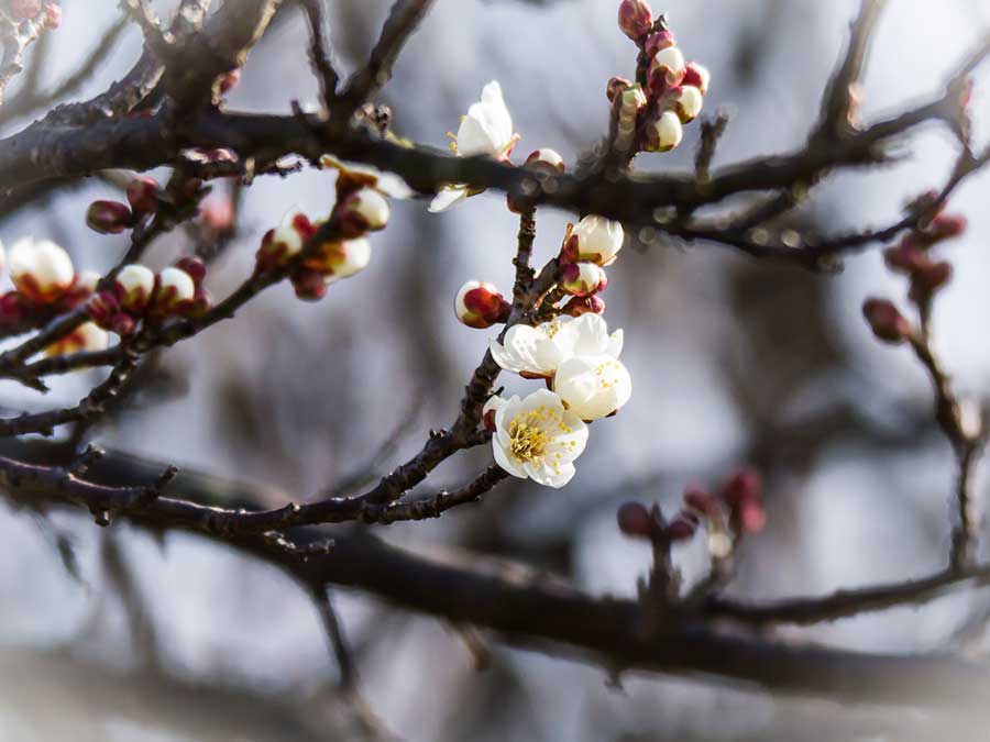 梅の花　ぼつり