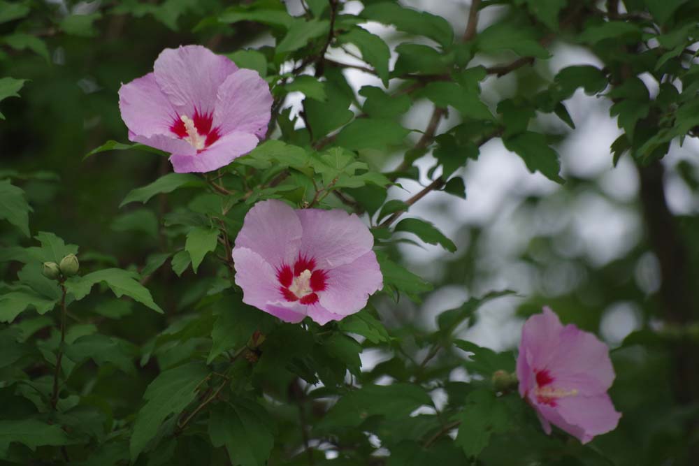 城山公園　ムクゲの花