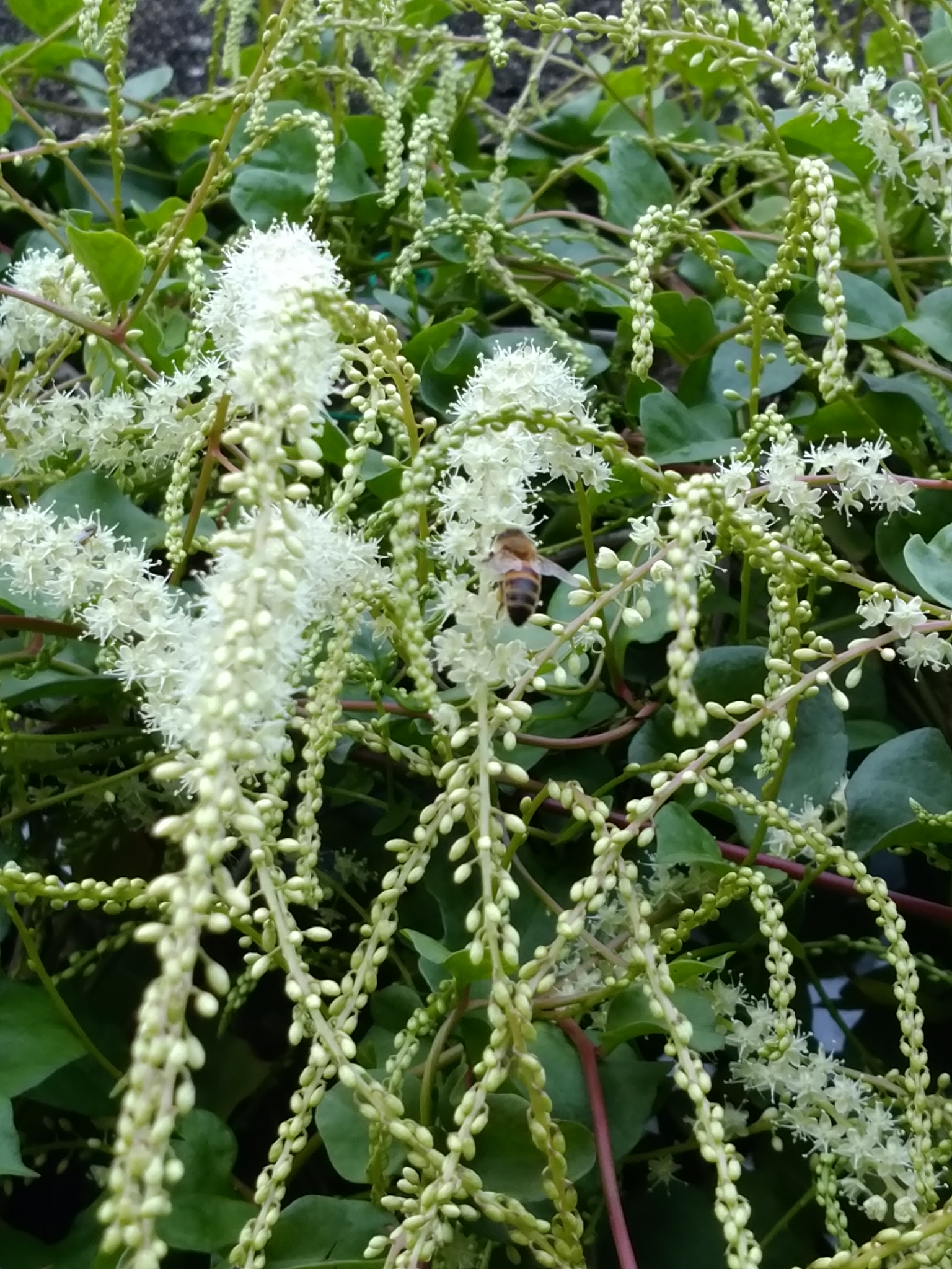 雲南百薬（オカワカメ）にお客様