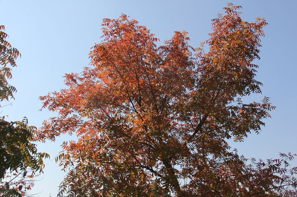 運動公園の紅葉