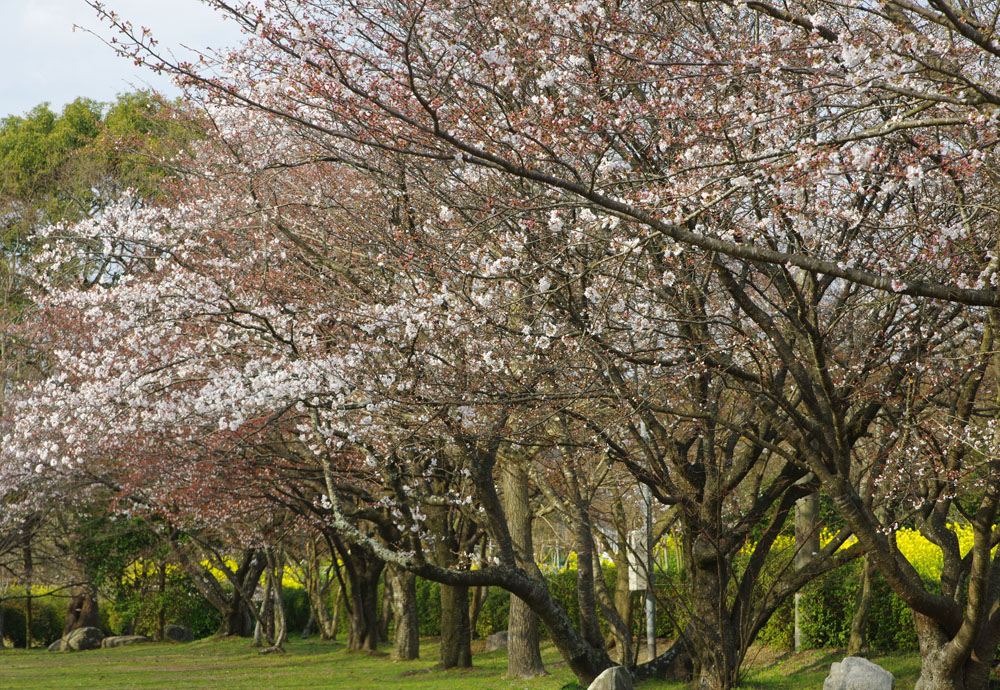 城山公園　桜開花