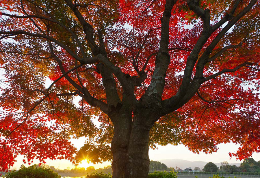 城山公園　紅葉