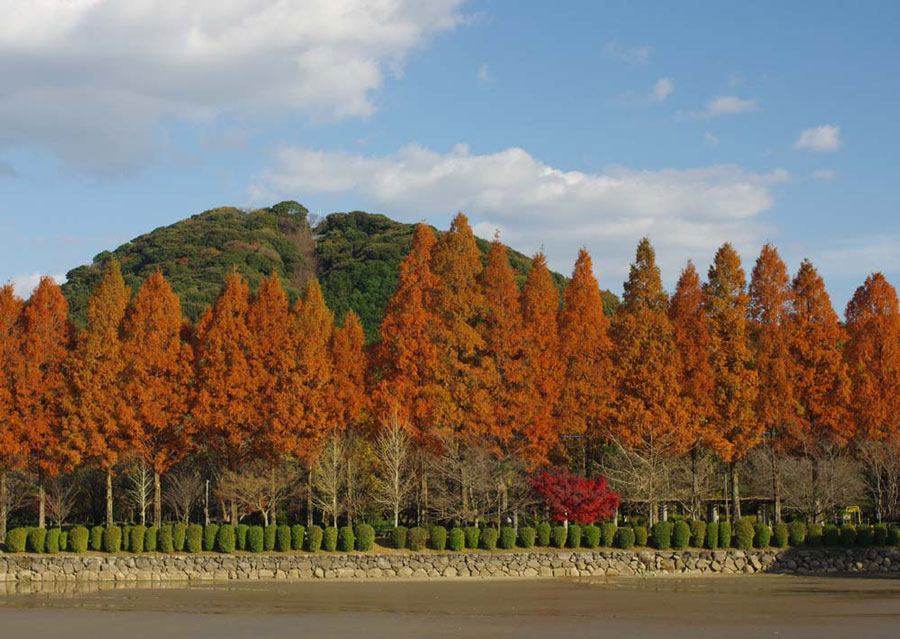 城山公園　メタセコイア