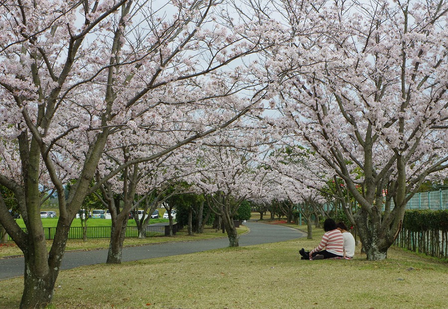 運動公園　桜並木