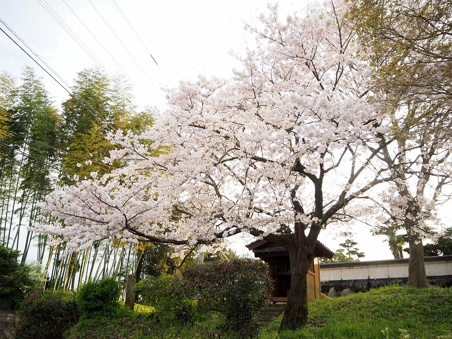 薬師堂の桜