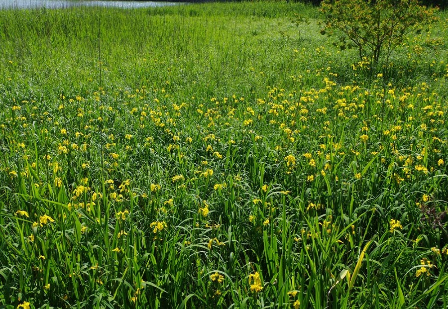 城山公園　キショウブ