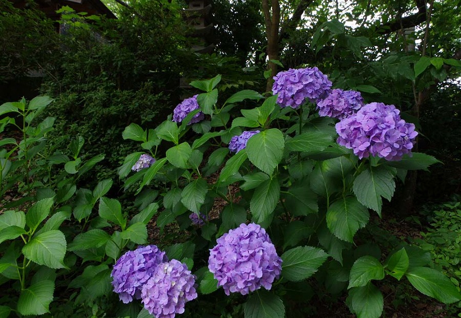 如意輪寺　アジサイ