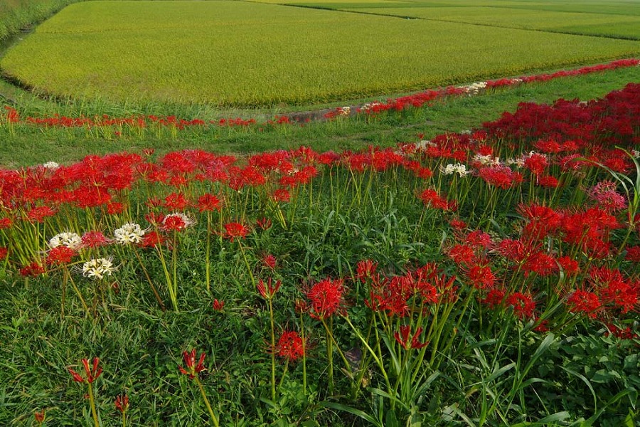 大板井１区　彼岸花