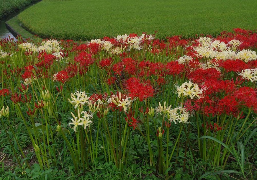 大板井　彼岸花