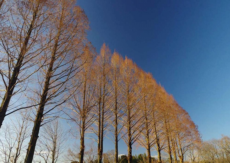 城山公園メタセコイア冬木