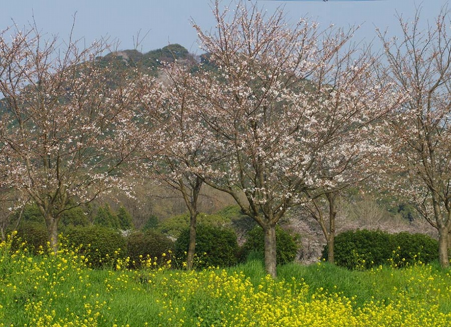 城山公園　桜咲く