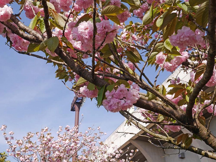 運動公園　八重桜