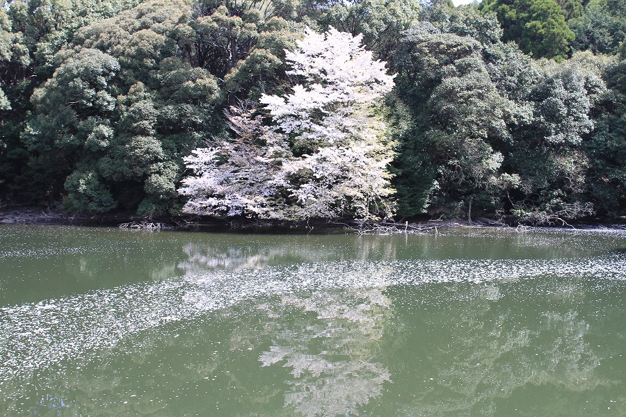 一本桜