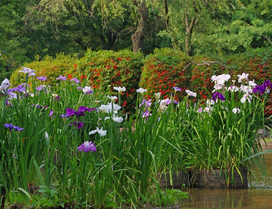 城山公園　ハナショウブ