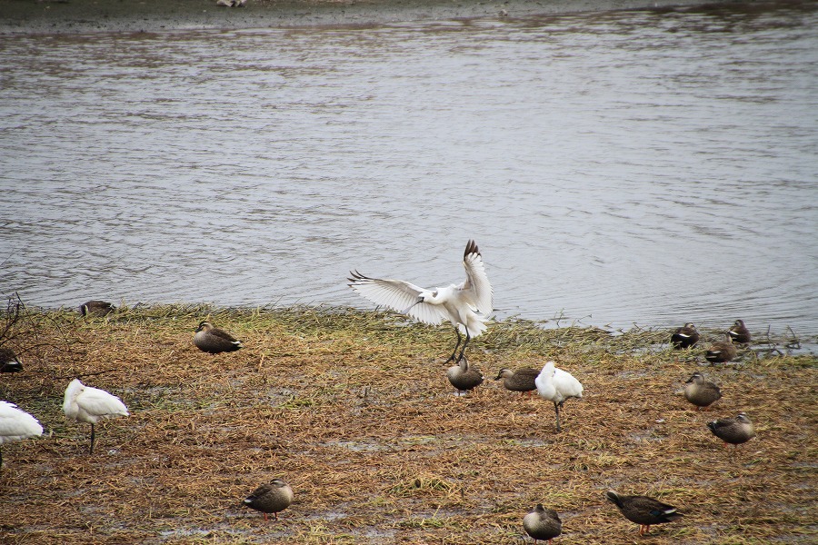 今年の大添堤の野鳥