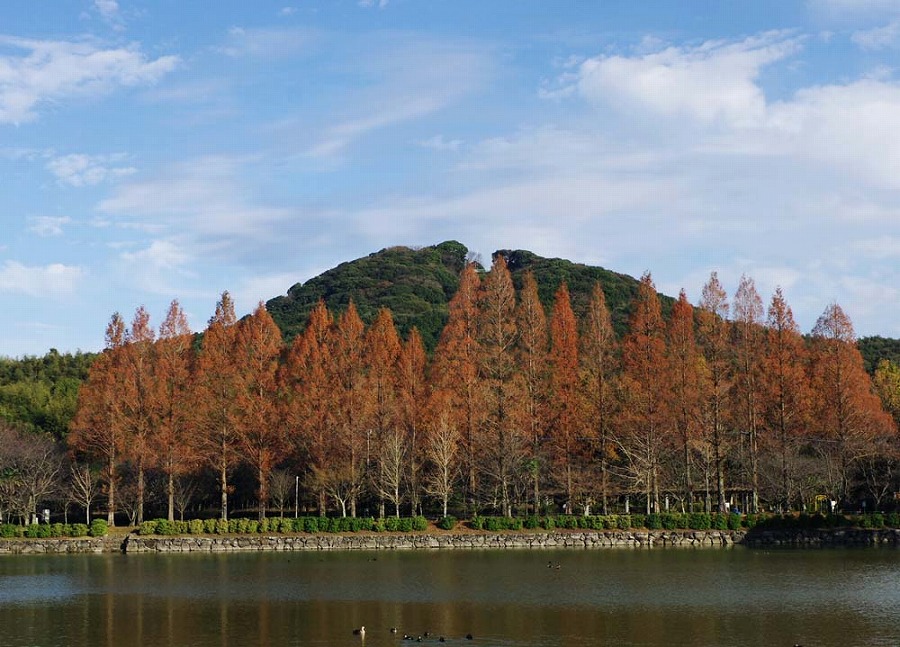城山とメタセコイア紅葉